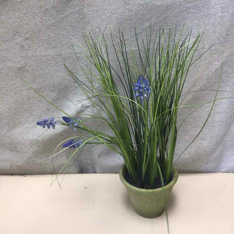 LAVENDER IN TERRACOTTA