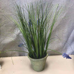 LAVENDER IN TERRACOTTA