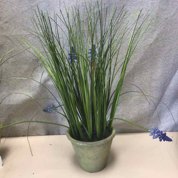 LAVENDER IN TERRACOTTA