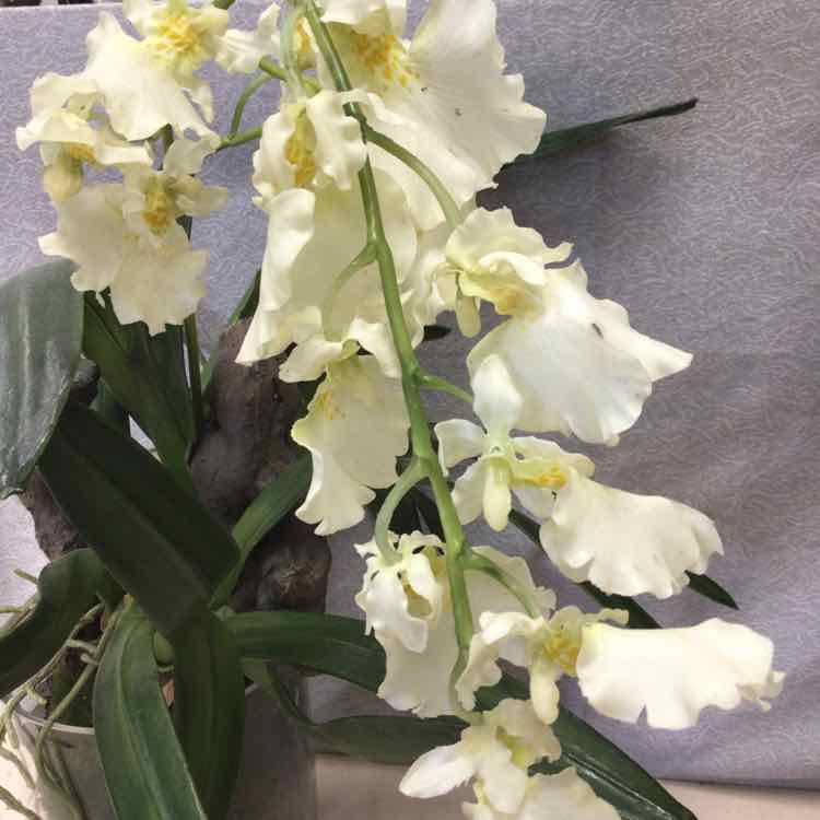 WHITE FLOWERS IN GLASS VASE