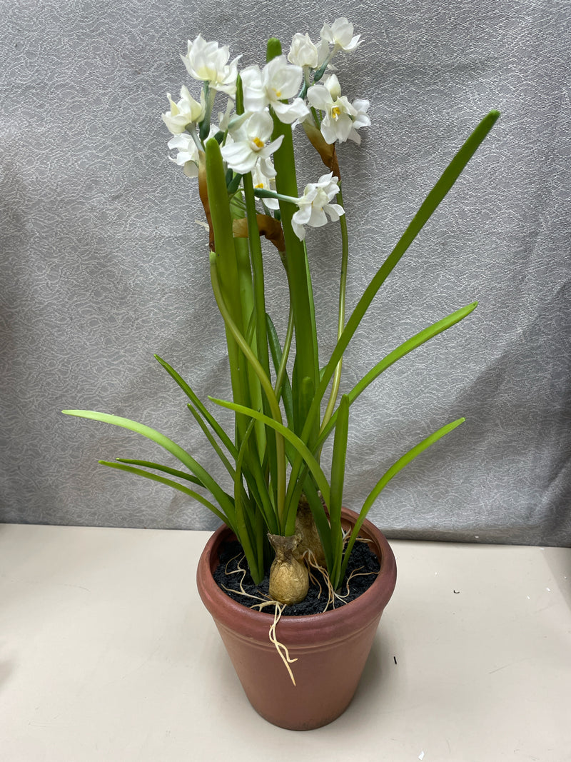 WHITE FLORAL IN TERRACOTTA