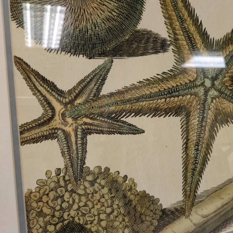 STARFISH BEACH THEME PIC