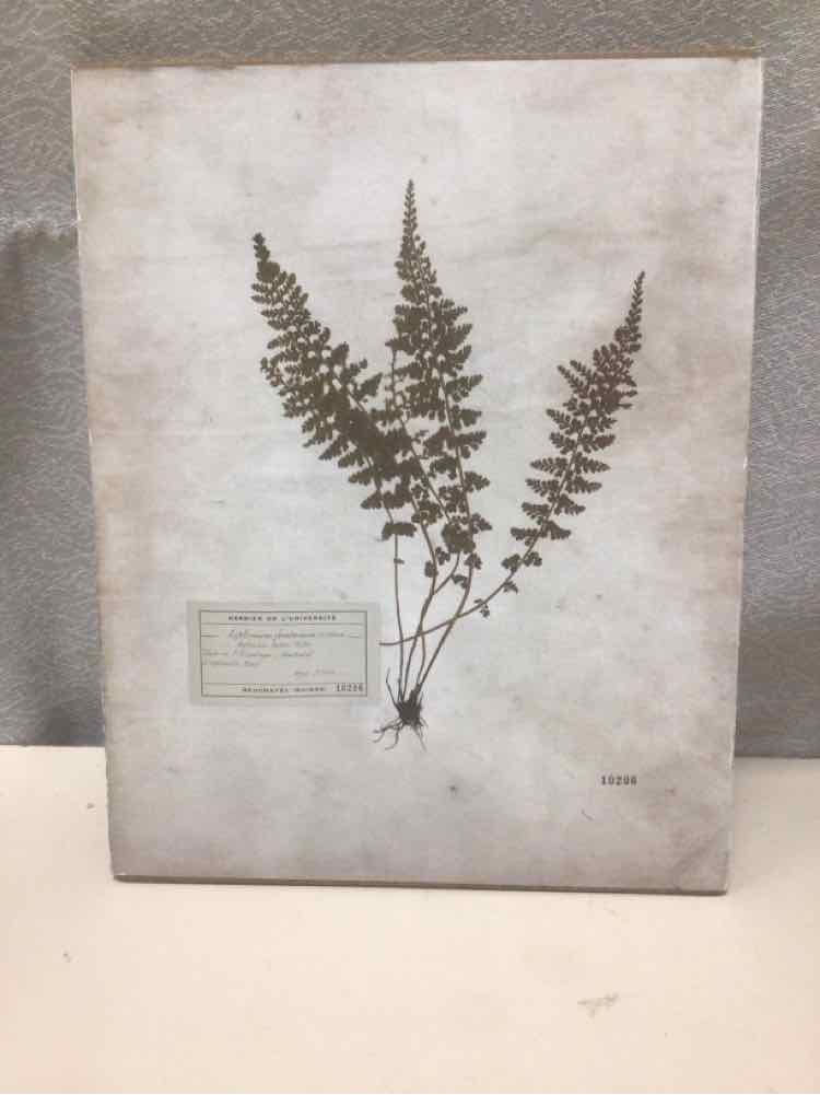 ASSOR WOOD BACKED BOTANICAL PRINT