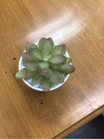 MINI PLANT IN SMILING POT