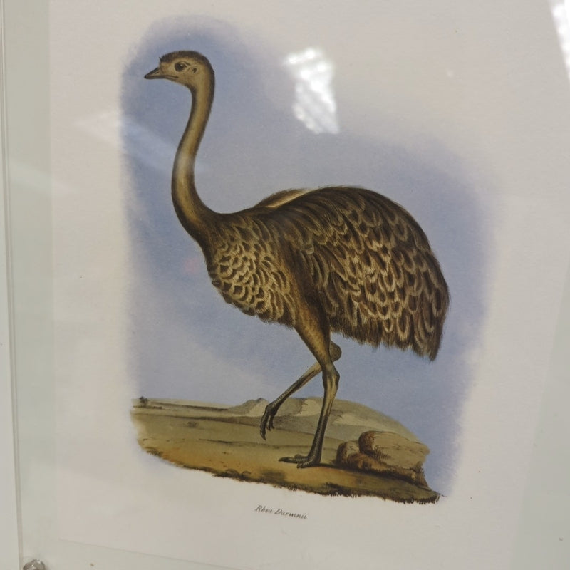 FRAMED FLIGHTLESS BIRD PIC