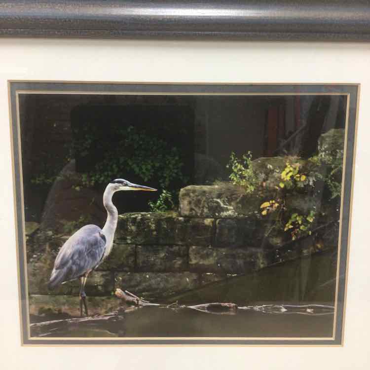 BLUE FRAME BLUE HERON PIC