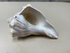 ASSOR SEASHELL