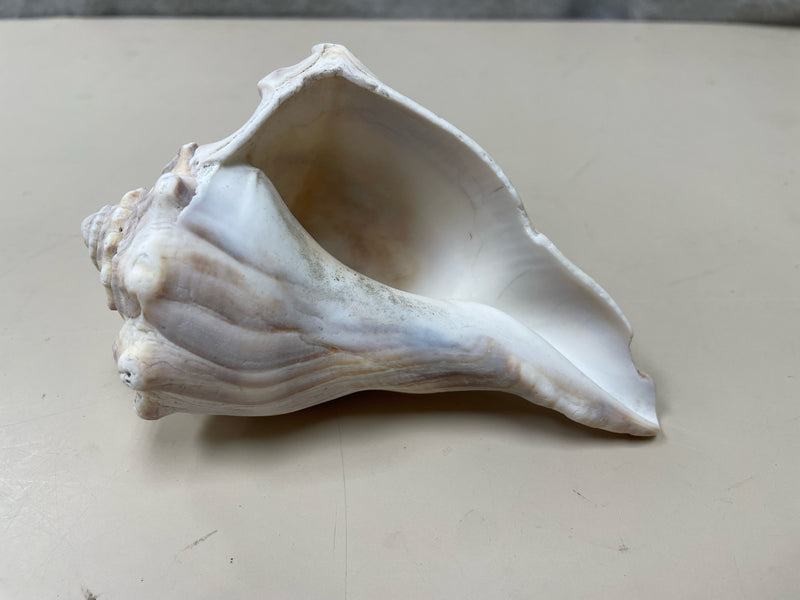 ASSOR SEASHELL