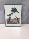 FRAMED BIRD ILLUSTRATION