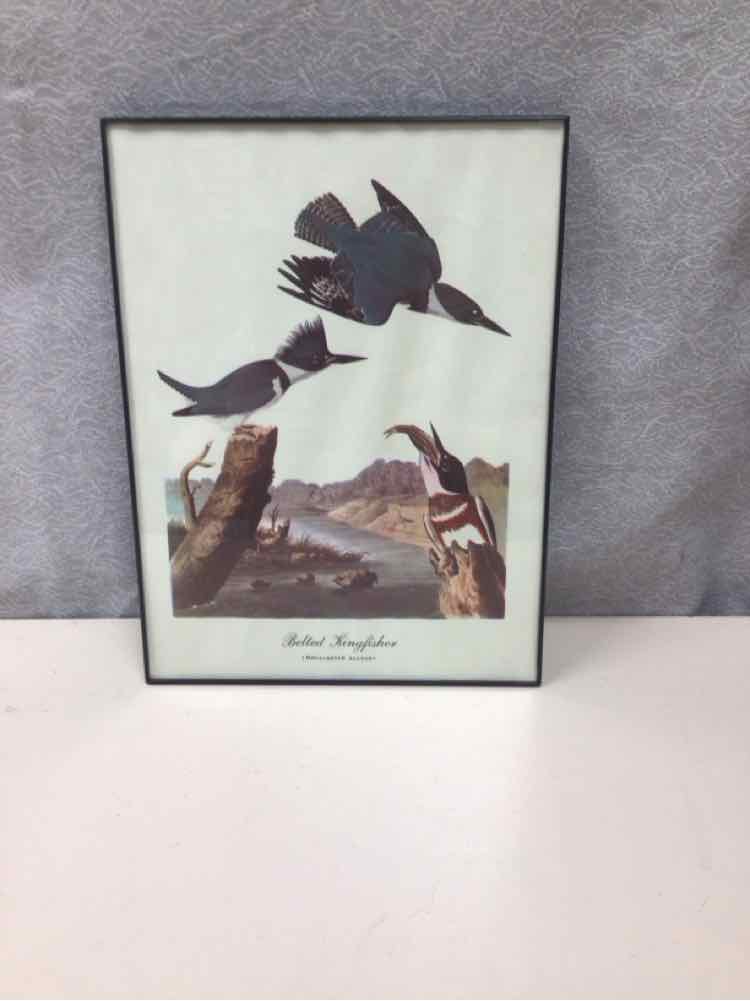FRAMED BIRD ILLUSTRATION