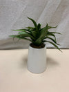 WHITE POT FAUX SPIKY PLANT