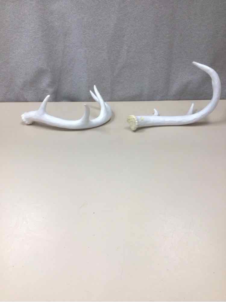 WHITE ANTLERS