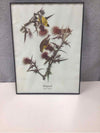 FRAMED BIRD ILLUSTRATION
