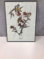 FRAMED BIRD ILLUSTRATION