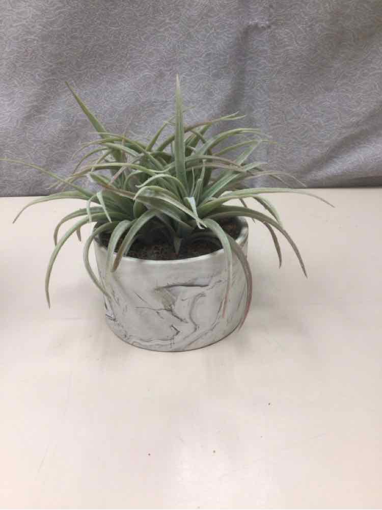 TILLANDSIA PLANT IN POT