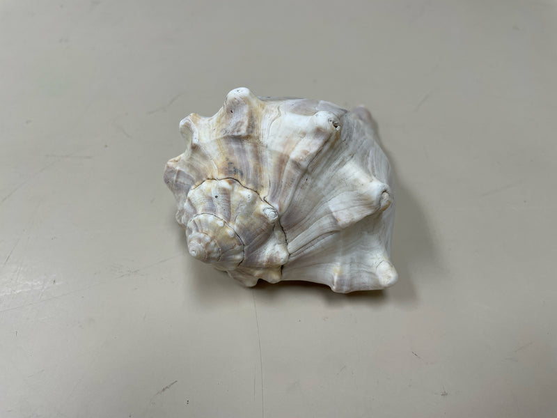 ASSOR SEASHELL