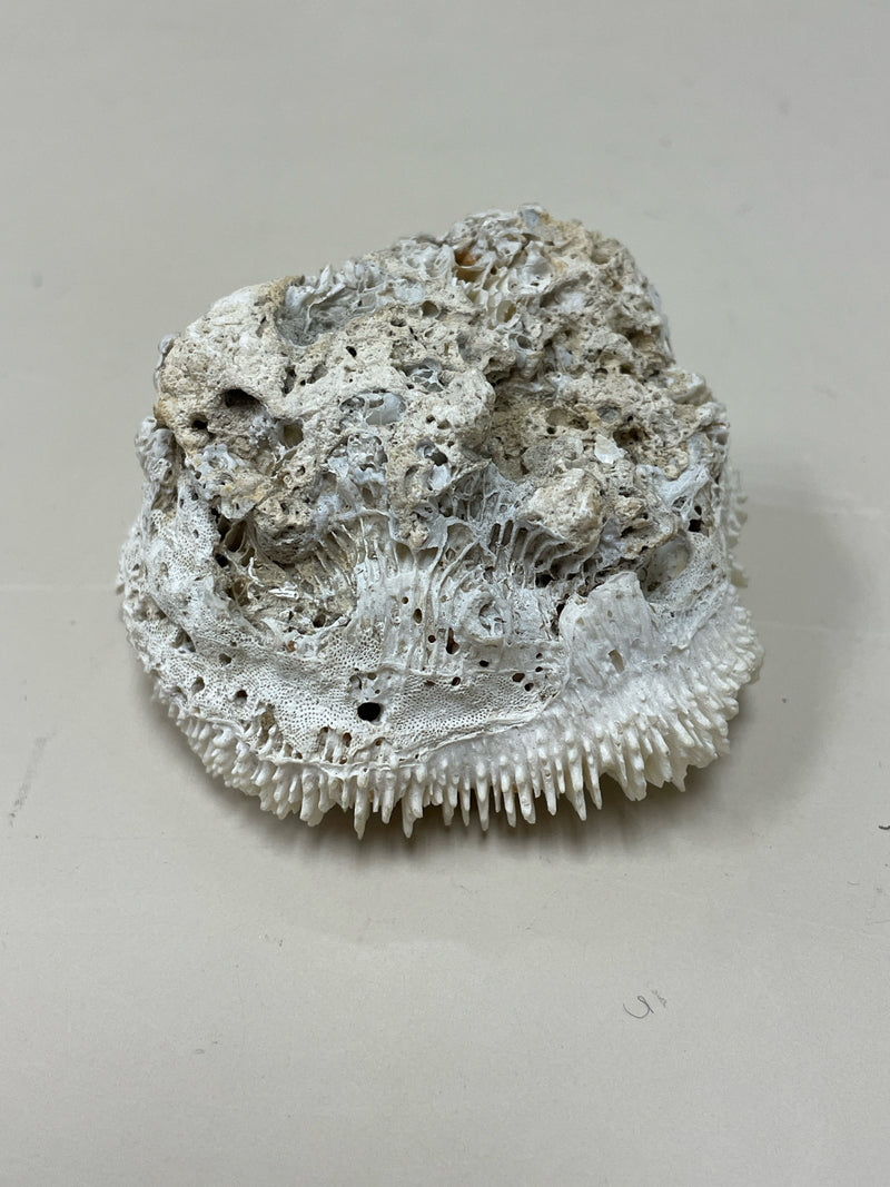 MISC MED. CORAL